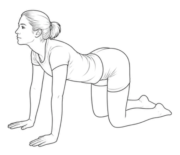 Cat Camel – Lower your back gently and lift your chest. Look up carefully without moving your hands or knees. Then round your back upward again.